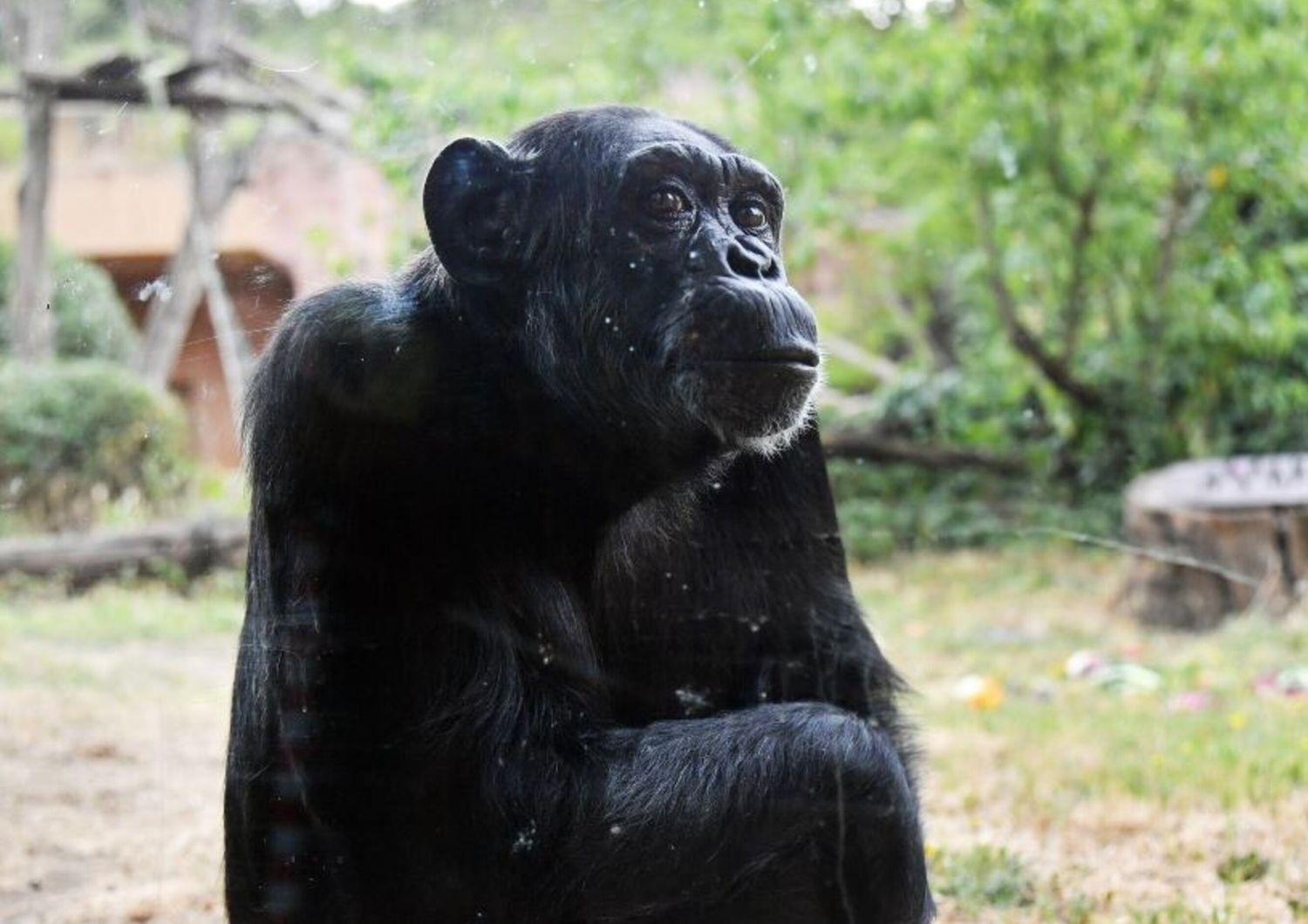 animali mamma scimpanze gioca con i figli anche se manca il cibo