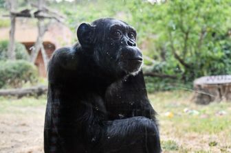 animali mamma scimpanze gioca con i figli anche se manca il cibo