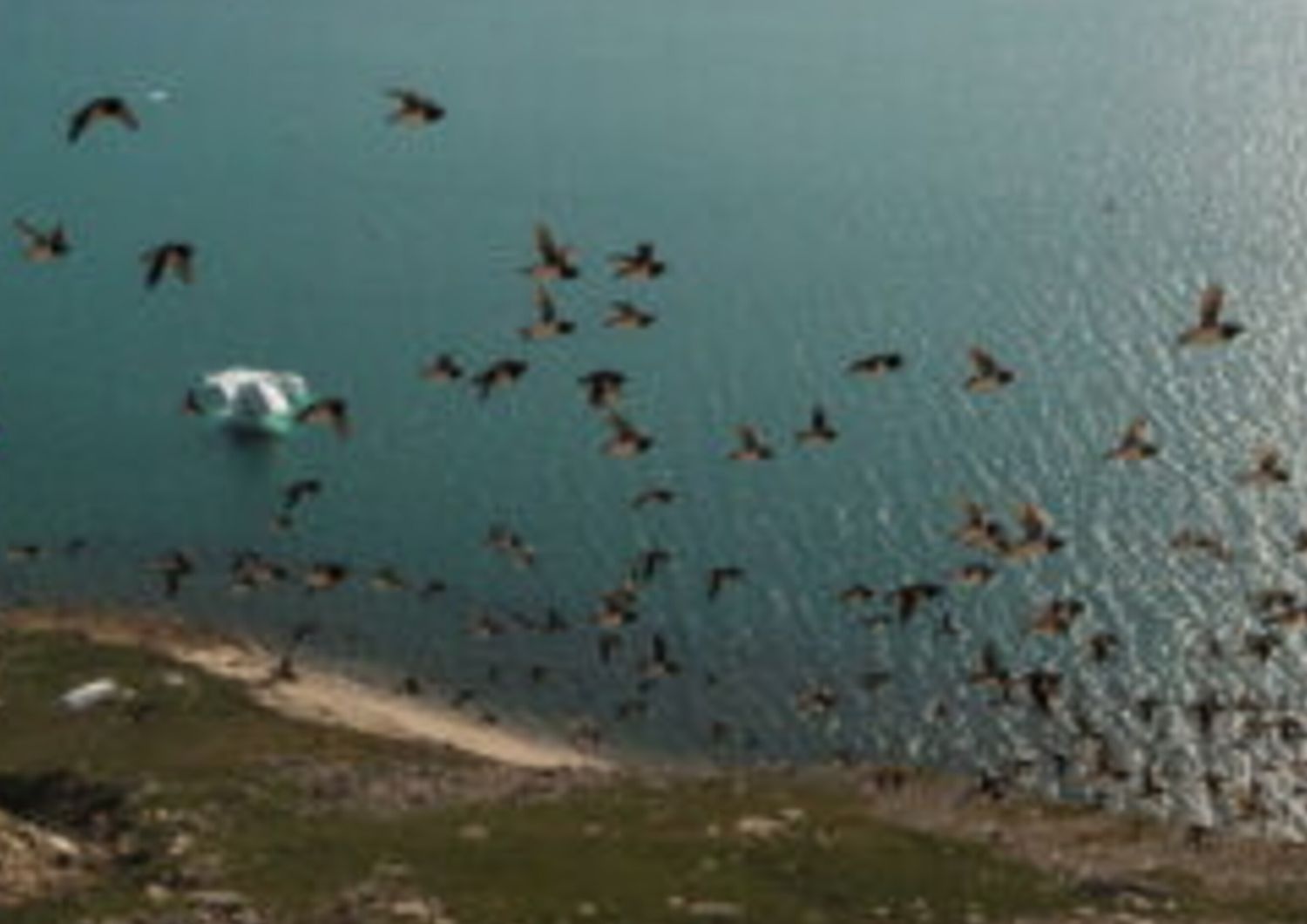 Piccole alche che sorvolano la colonia (Siorapaluk, Groenlandia)