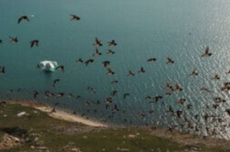 Piccole alche che sorvolano la colonia (Siorapaluk, Groenlandia)