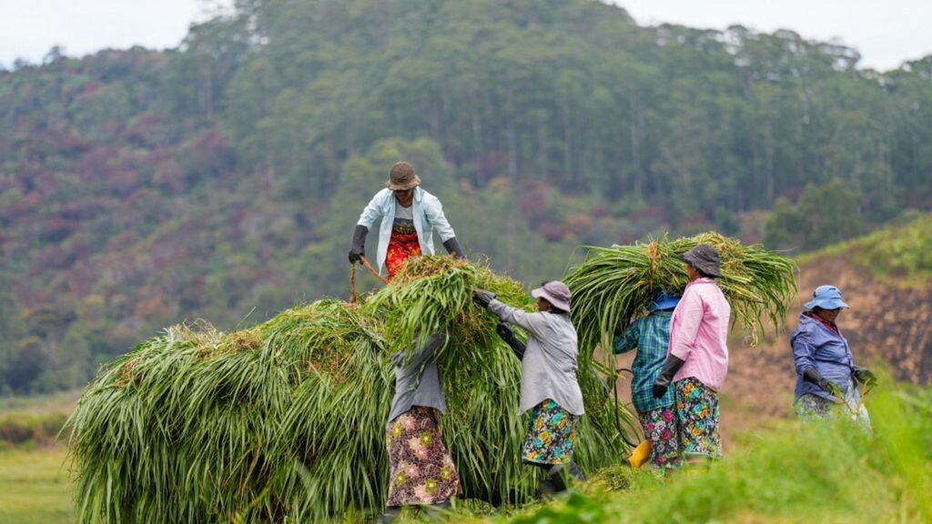 Agricoltori in Sri Lanka