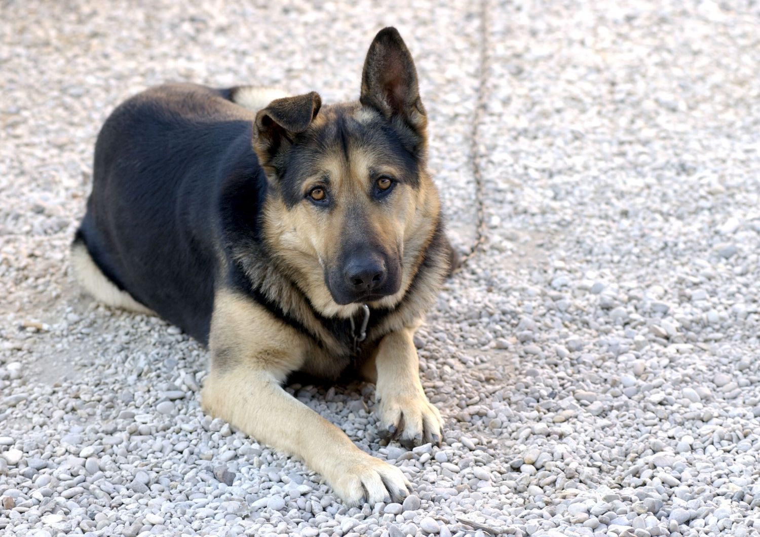 &nbsp;toscana divieto cani legati catena