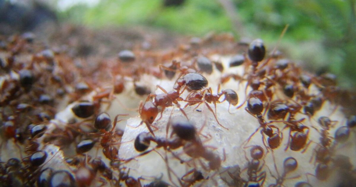 Rote Ameisen greifen Australien an