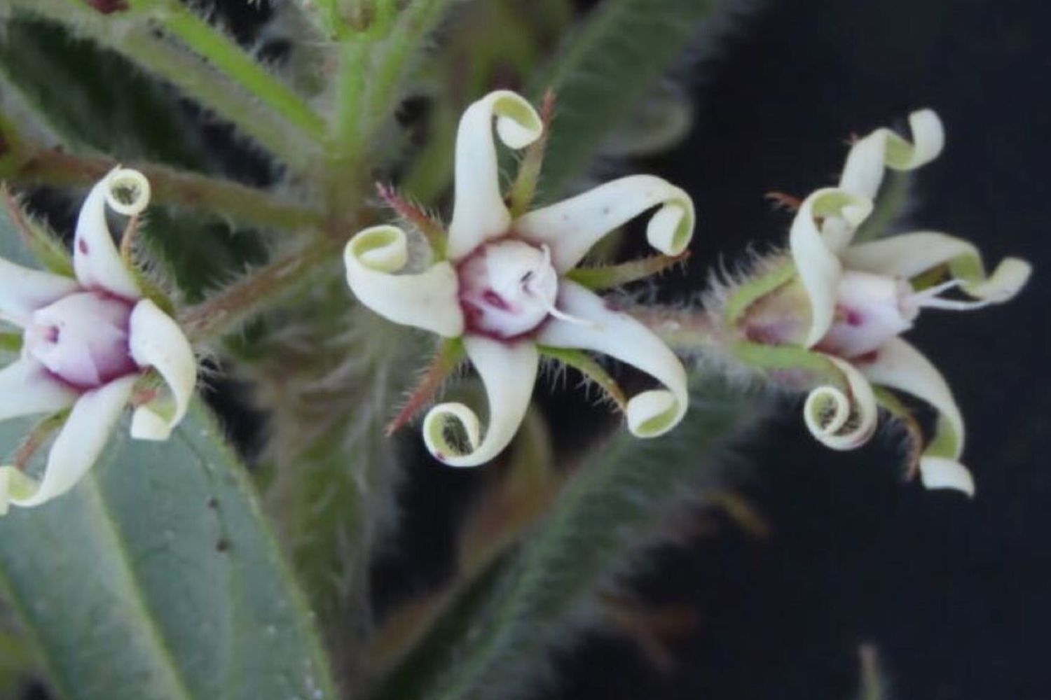 Oxypetalum erectum: si stima che perderà il 59% del suo areale entro il 2040