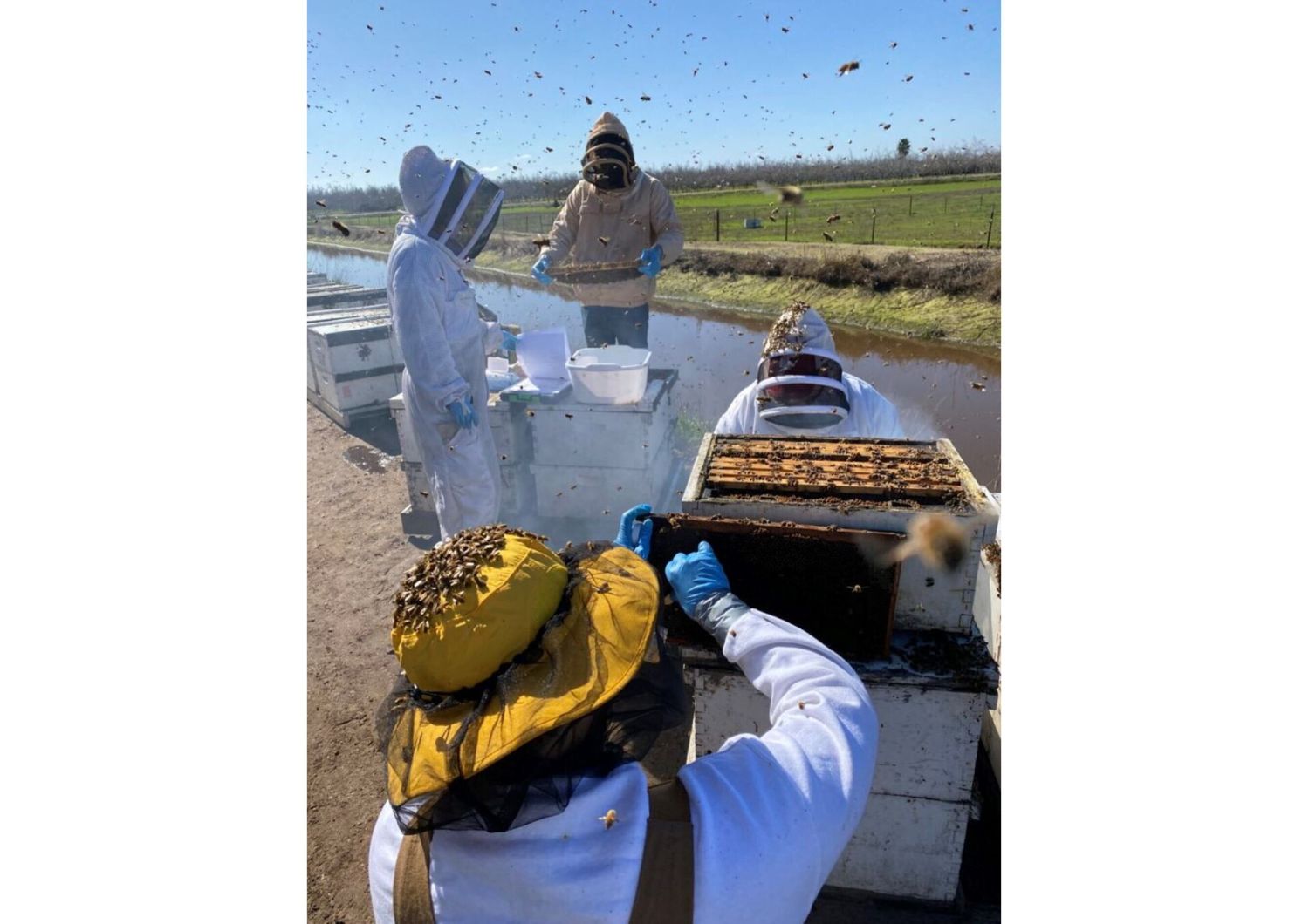 Ricercatori e studenti della Washington State University raccolgono campioni ed eseguono valutazioni sulla salute delle colonie di api mellifere nei frutteti vicino a Modesto, in California