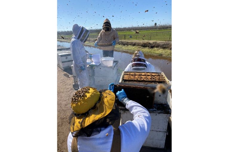 Ricercatori e studenti della Washington State University raccolgono campioni ed eseguono valutazioni sulla salute delle colonie di api mellifere nei frutteti vicino a Modesto, in California