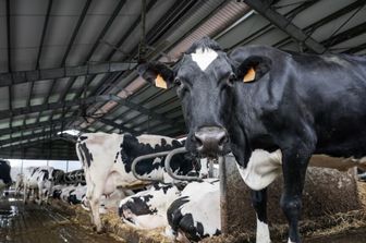 influenza aviaria scoperta nelle mucche da latte americane