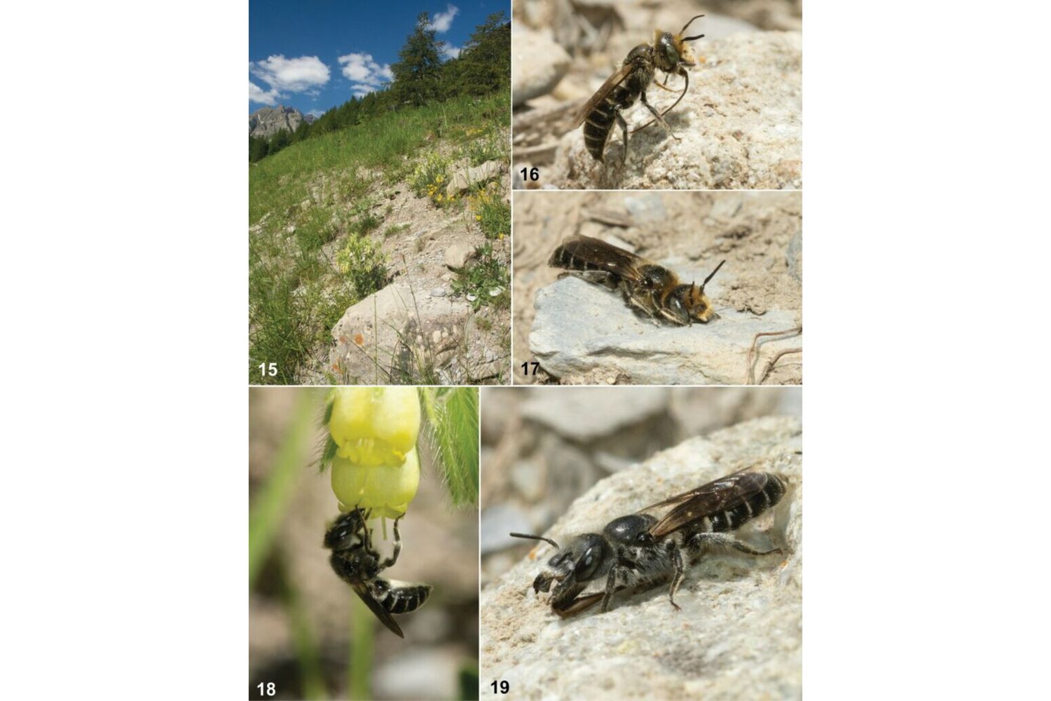 Hoplitis onosmaevae, habitat e comportamento di foraggiamento