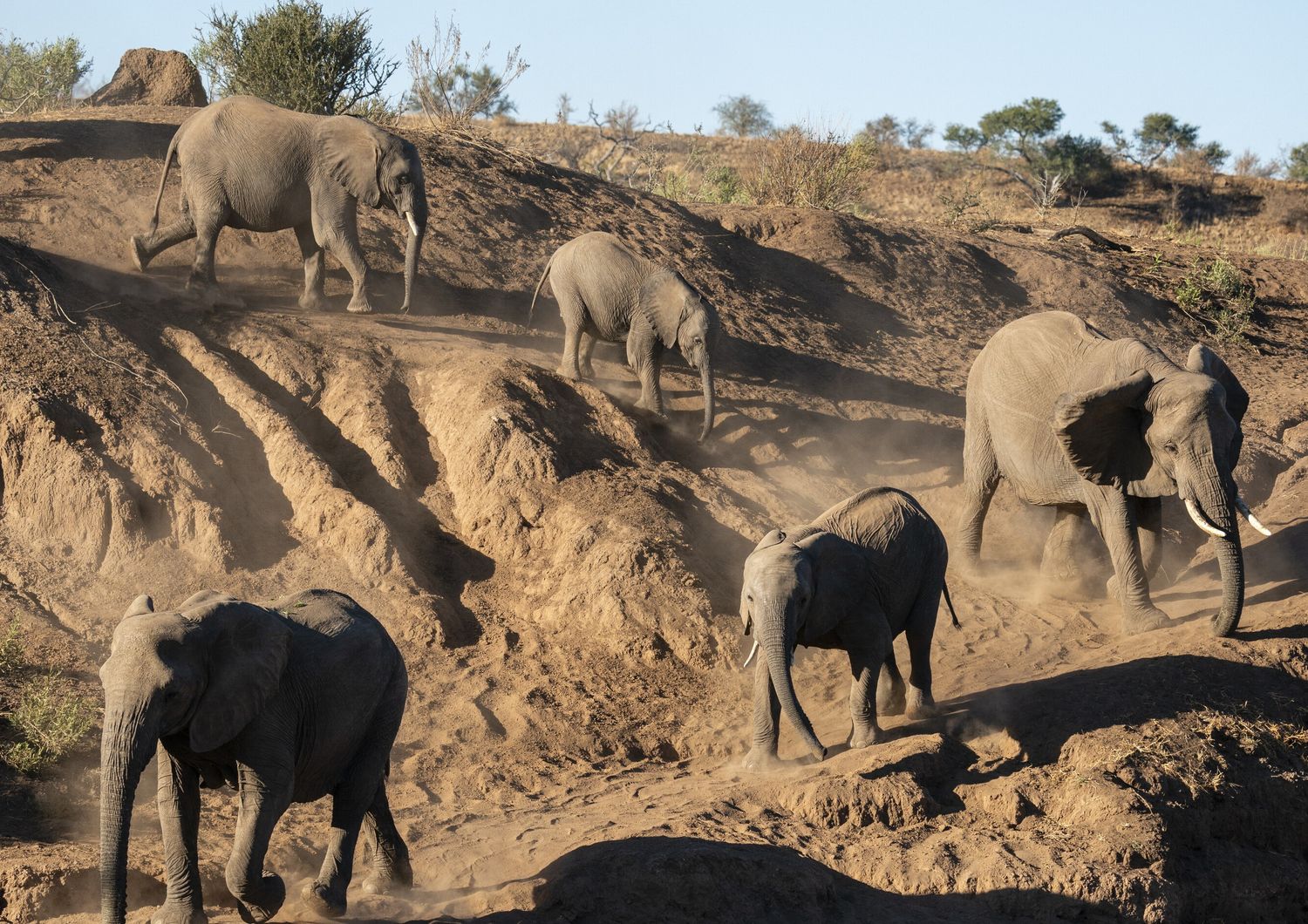 Elefanti africani in Botswana