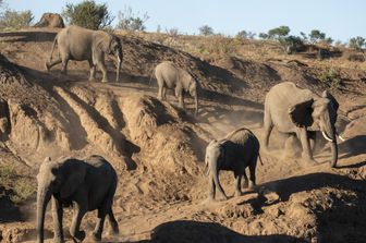 Elefanti africani in Botswana