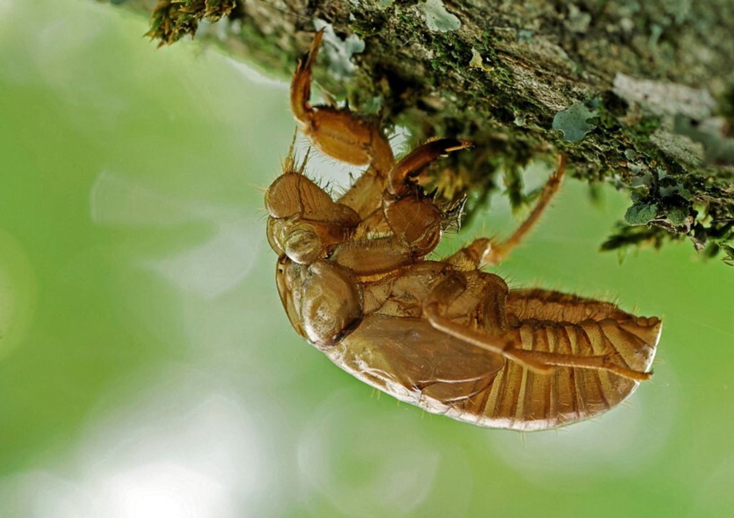 invasione cicale negli stati uniti