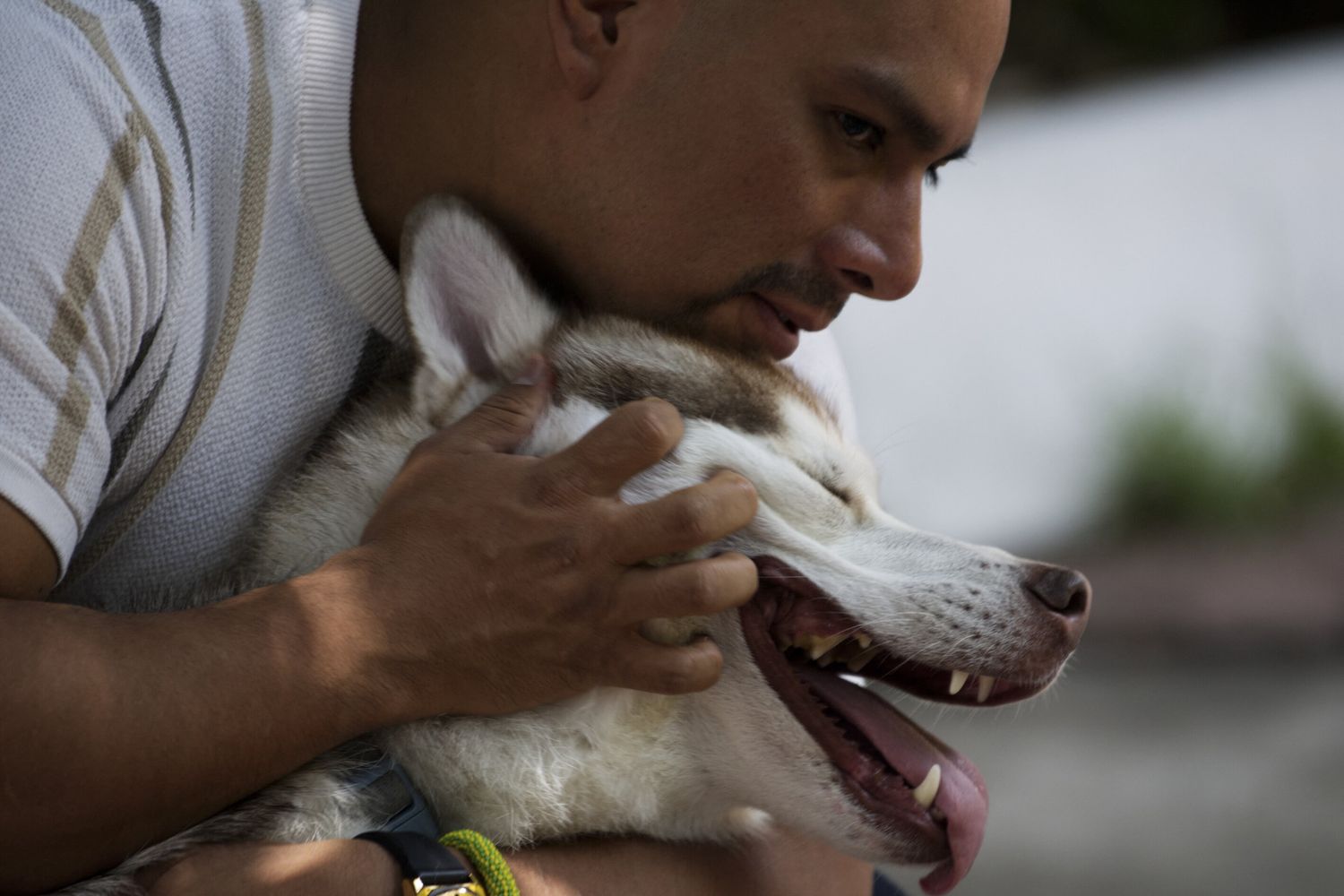 &nbsp;Cane di razza husky in addestramento