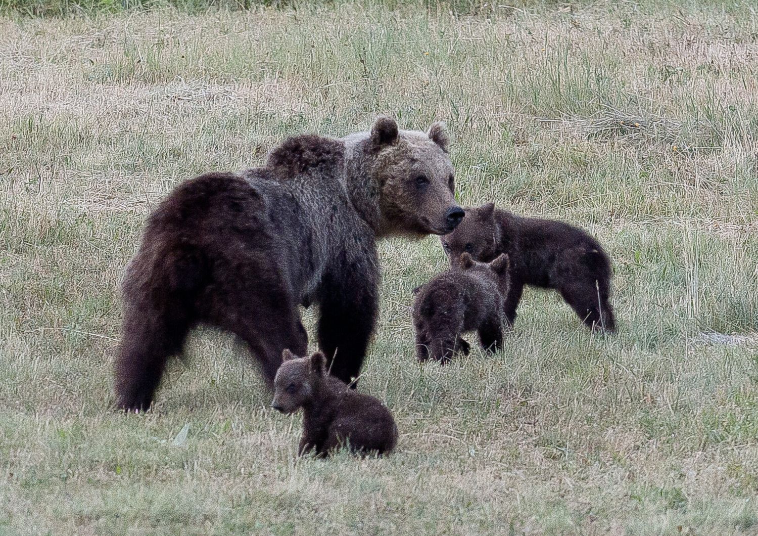 L'orsa Amarena con i suoi cuccioli