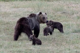 L'orsa Amarena con i suoi cuccioli