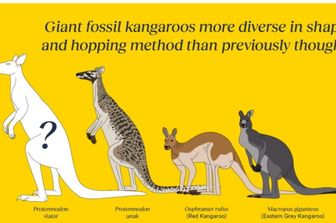 Rappresentazione artistica della specie fossile descritta come Protemnodon viator e del suo parente Protemnodon anak, confrontata in scala con il canguro rosso vivente e il canguro grigio orientale