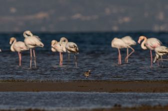 animali fenicotteri africani rischio per innalzamento laghi