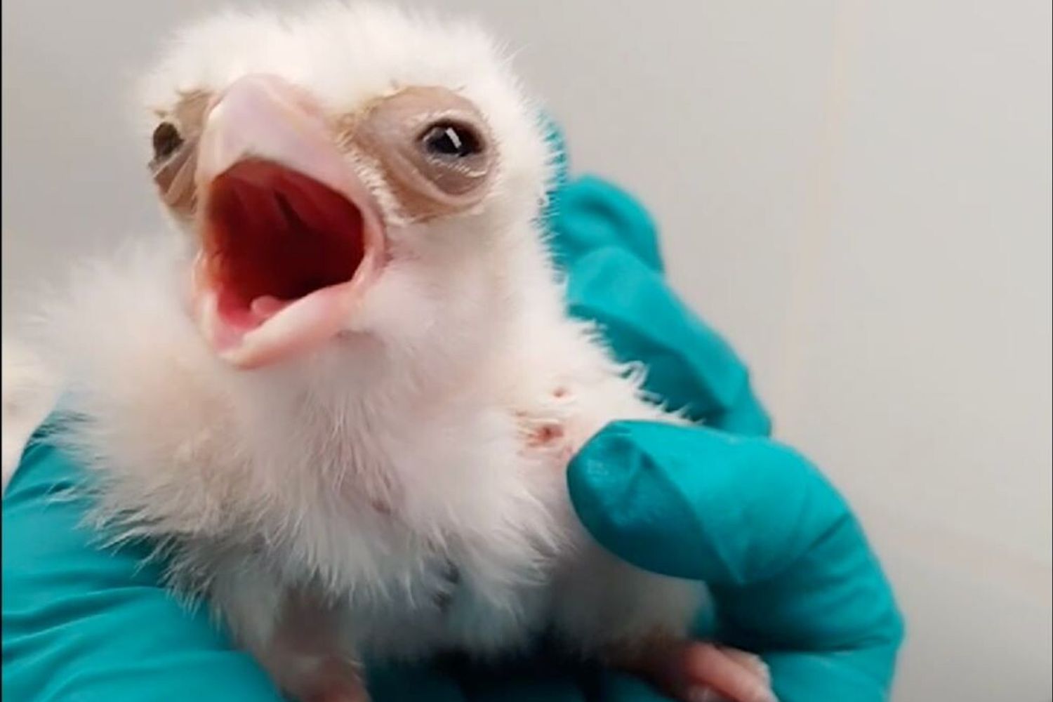 Il pulcino di un falco