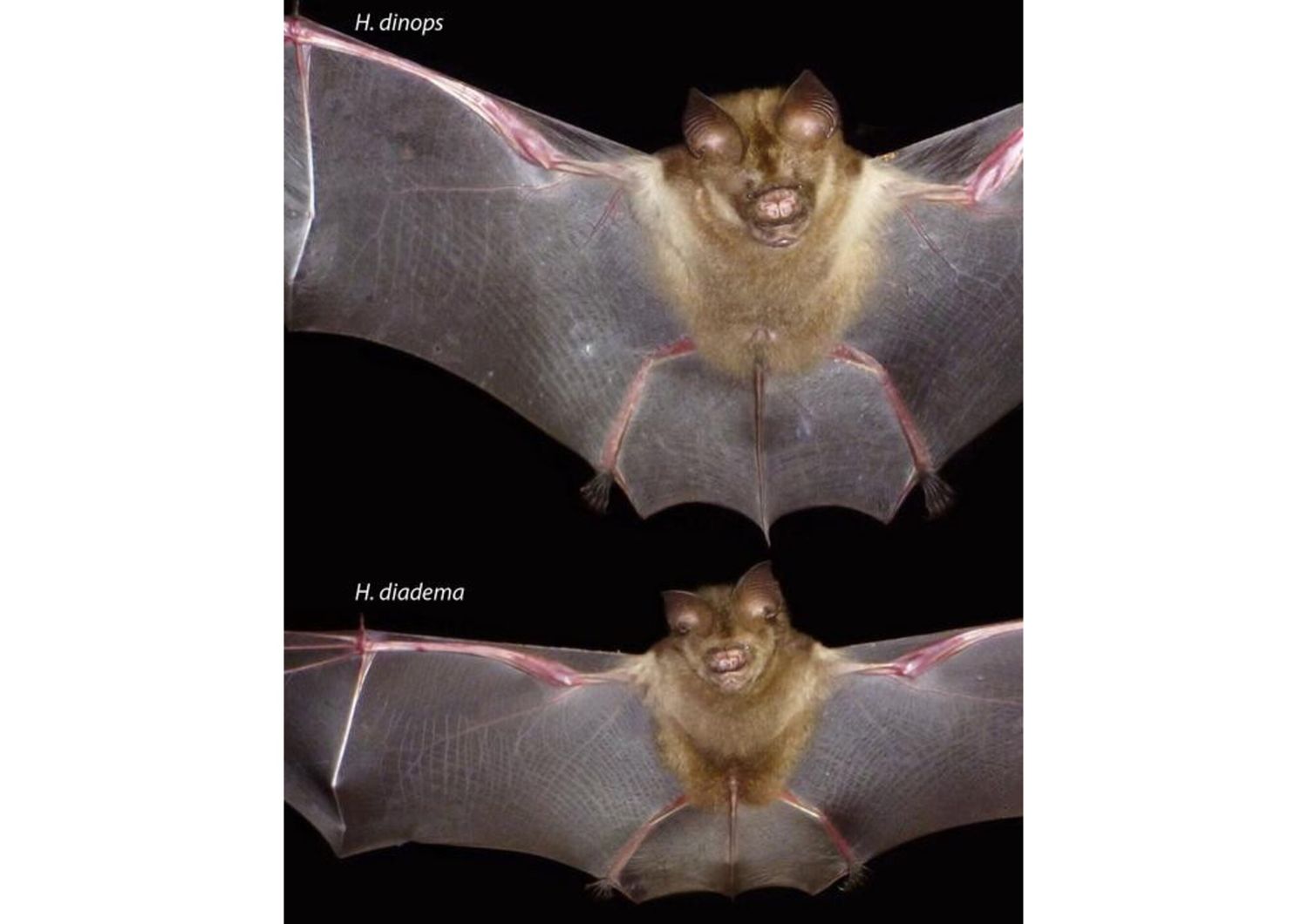 Confronto tra le dimensioni del corpo del pipistrello Hipposideros diadema, più piccolo, e del pipistrello H. dinops, più grande