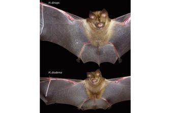 Confronto tra le dimensioni del corpo del pipistrello Hipposideros diadema, più piccolo, e del pipistrello H. dinops, più grande