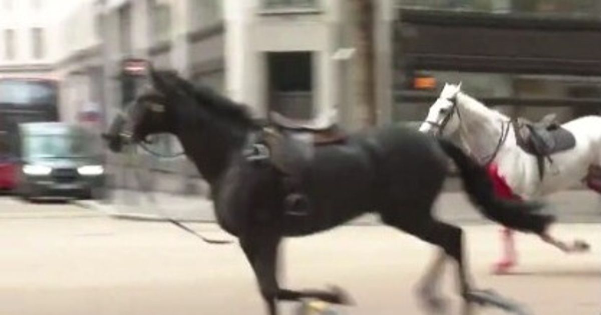 Deux des chevaux échappés au centre de Londres sont dans un état grave.