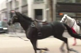 cavalli fuga nel centro londra video