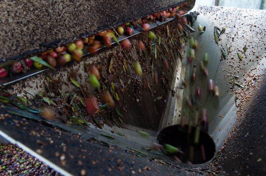 Olive in lavorazione per l'olio extravergine