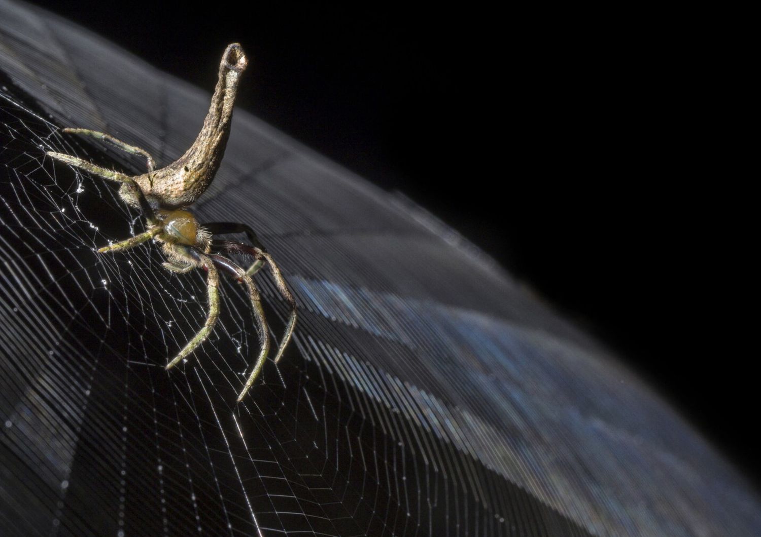 Un ragno della famiglia Araneidae tesse la sua tela