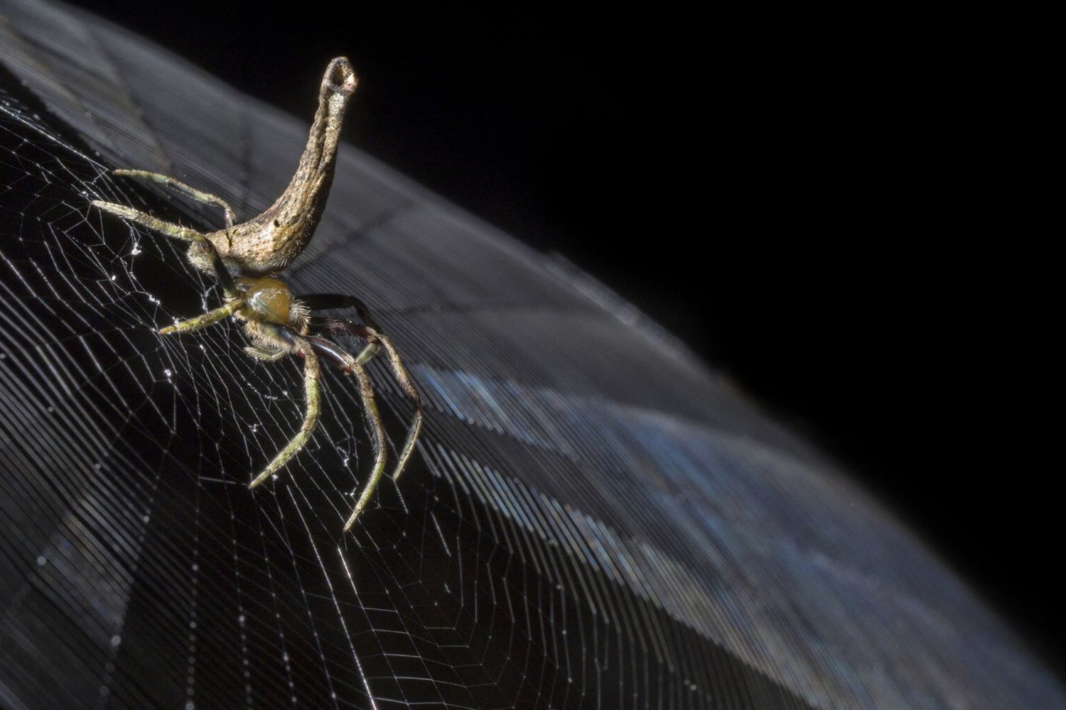 Un ragno della famiglia Araneidae tesse la sua tela