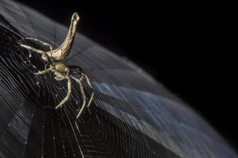 Un ragno della famiglia Araneidae tesse la sua tela