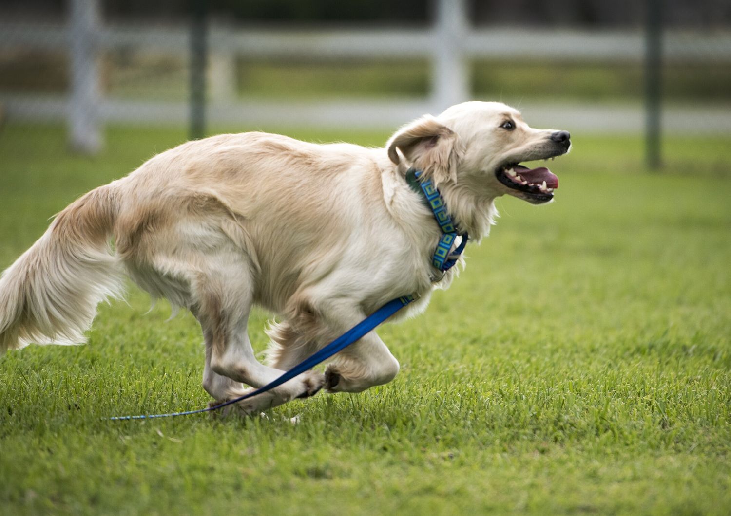 cani taglia media rischio cancro