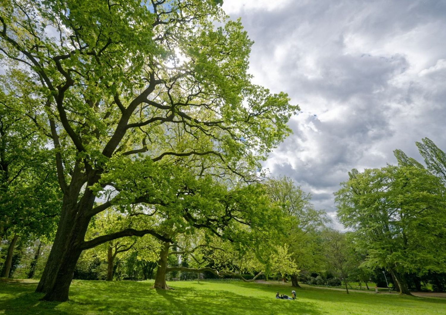 ambiente cambiamento climatico minaccia alberi europei