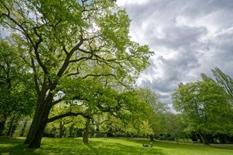 ambiente cambiamento climatico minaccia alberi europei