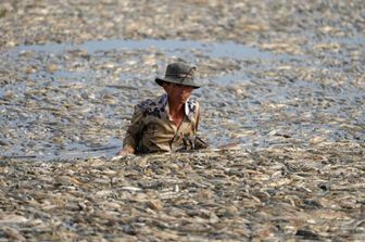 caldo eccezionale vietnam centinaia migliaia pesci morti