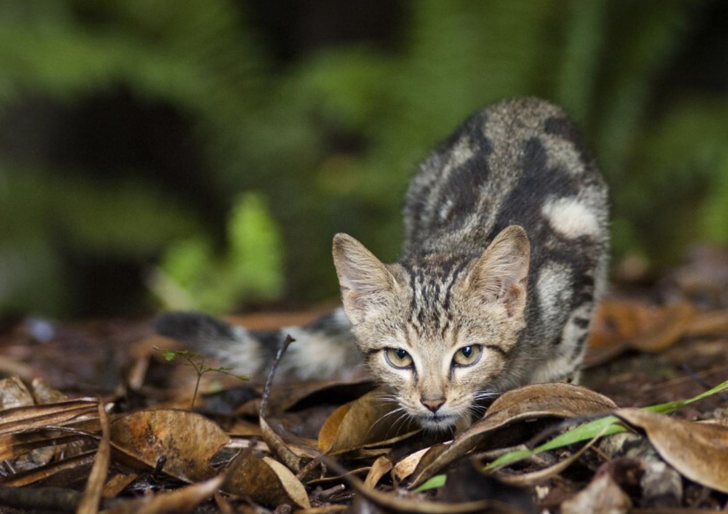 Un esemplare di felino selvatico
