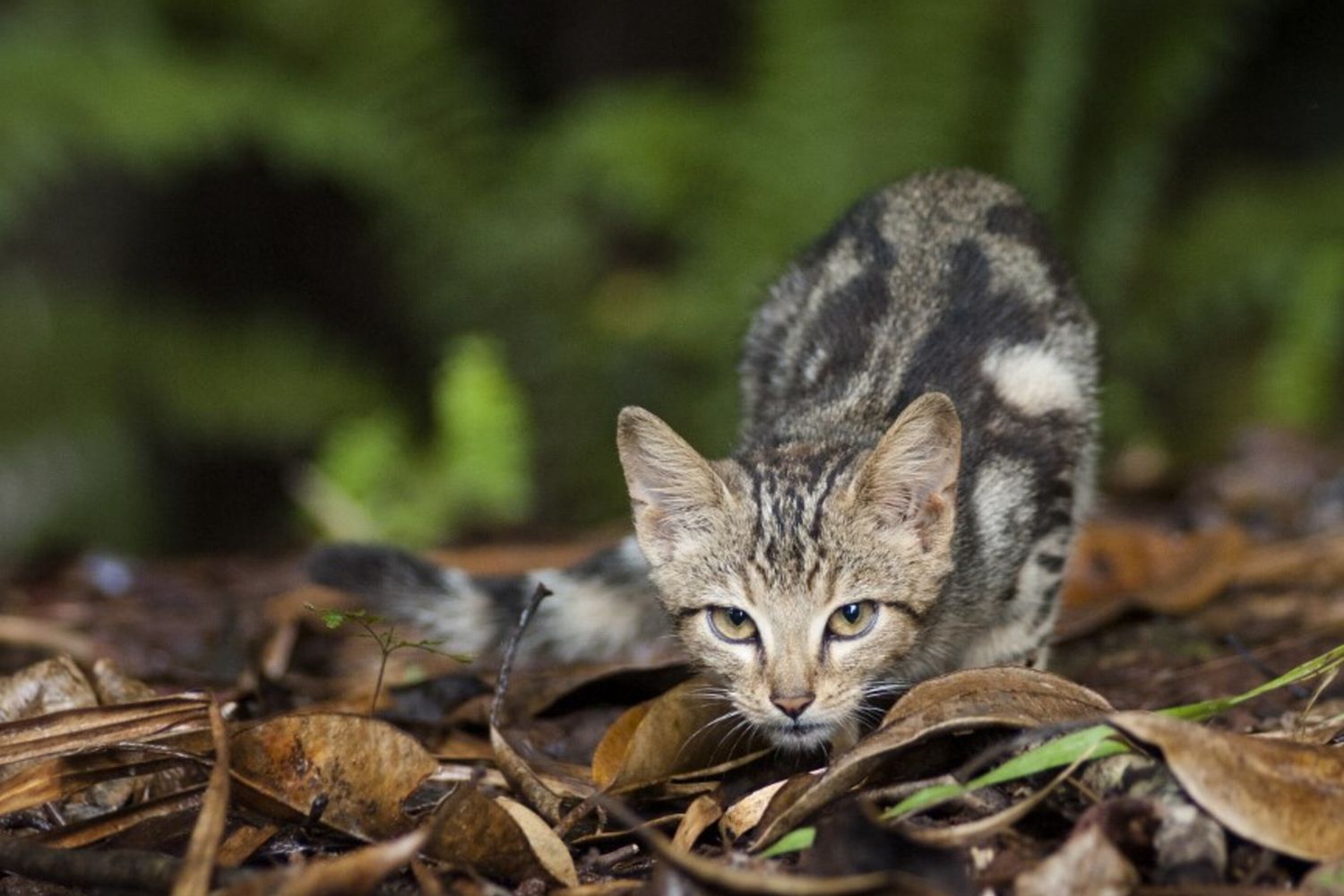 Un esemplare di felino selvatico