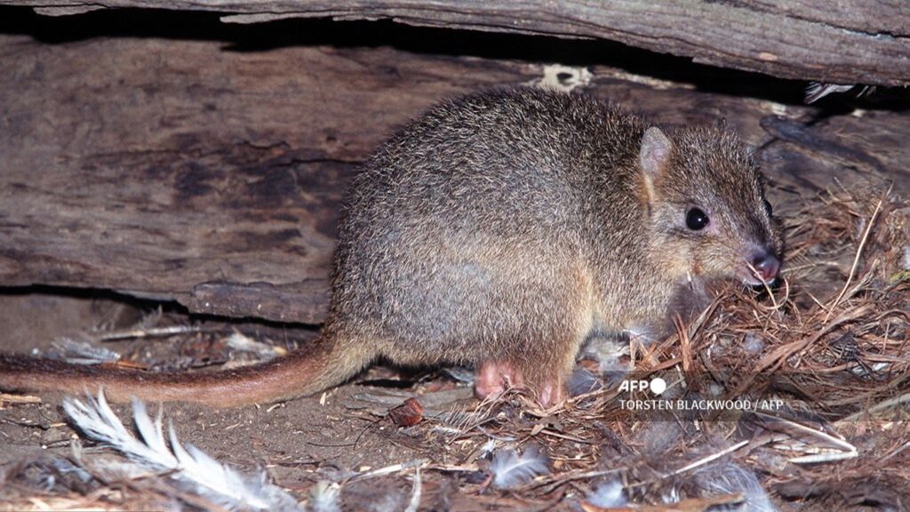 esemplare  di bettong australiano