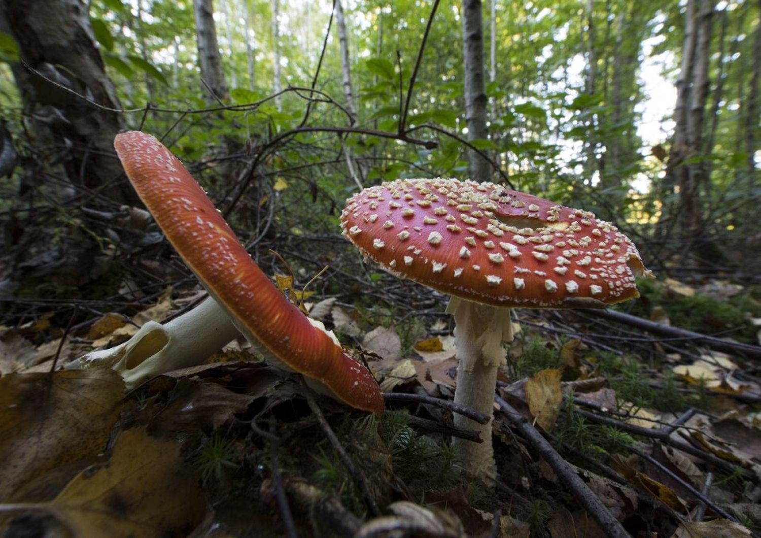 Funghi allucinogeni