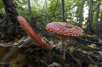 Funghi allucinogeni