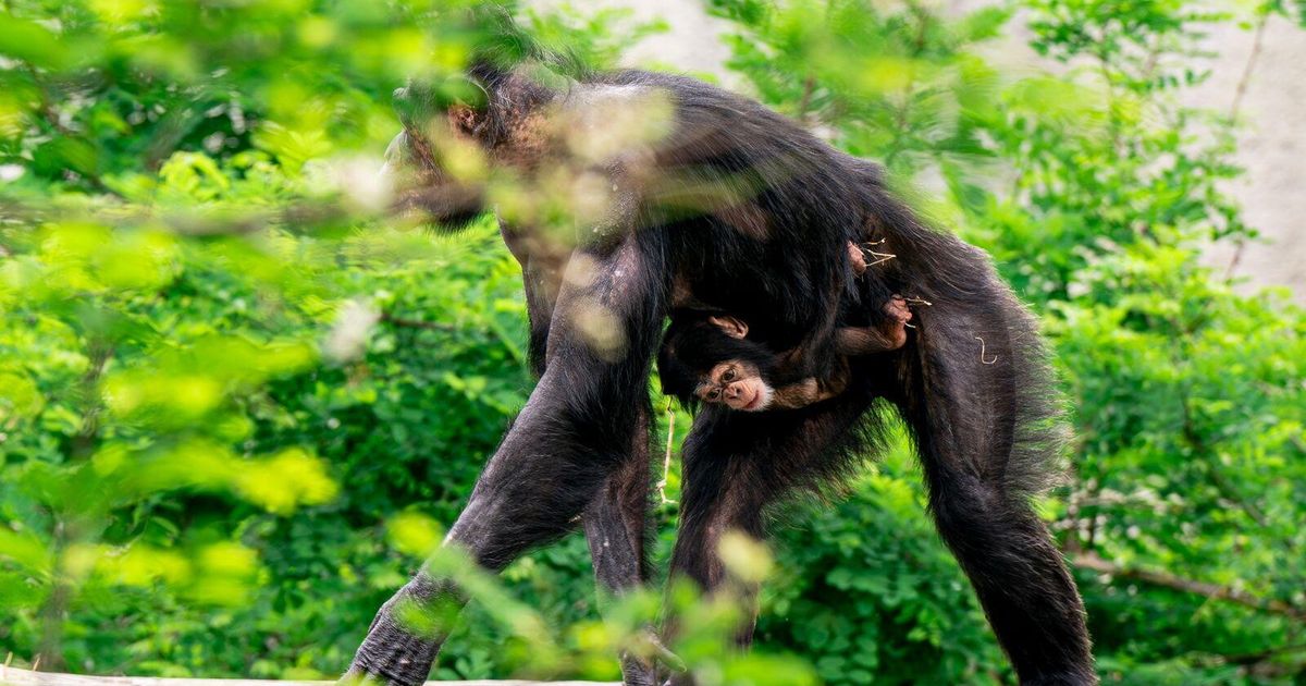 Benevenuto Tom. Al Safari di Ravenna nasce un raro scimpanzé