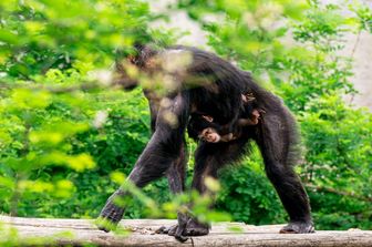 Lo scimpanzè nato al safari di Ravenna