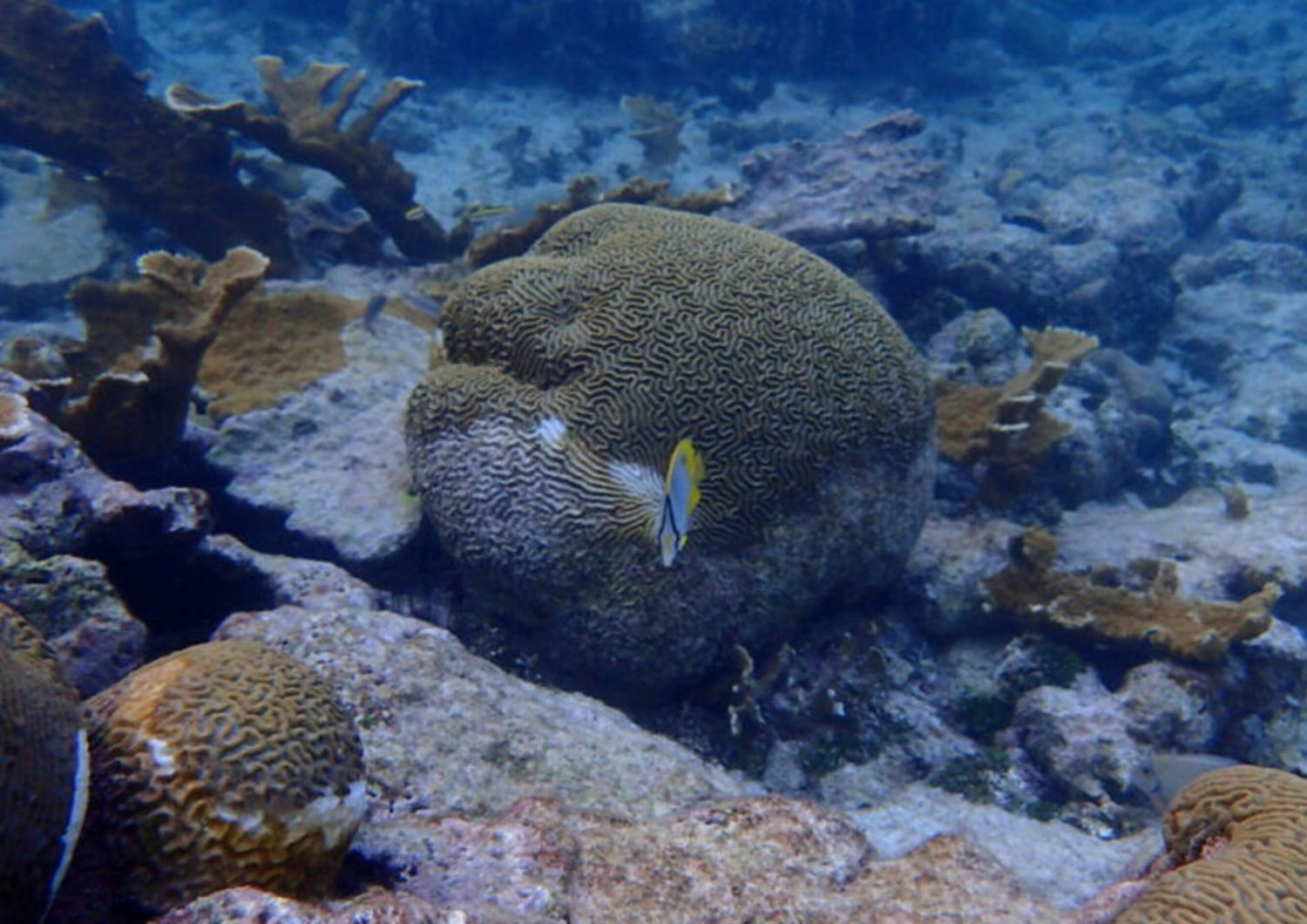 Una barriera corallina in Belize che mostra coralli morti, coralli elkhorn vivi e sani, coralli cervello simmetrici malati e sani e un pesce farfalla spotfin