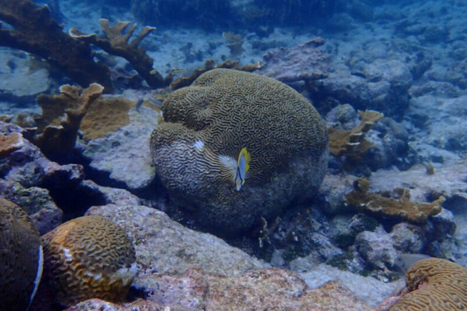 Una barriera corallina in Belize che mostra coralli morti, coralli elkhorn vivi e sani, coralli cervello simmetrici malati e sani e un pesce farfalla spotfin