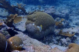 Una barriera corallina in Belize che mostra coralli morti, coralli elkhorn vivi e sani, coralli cervello simmetrici malati e sani e un pesce farfalla spotfin