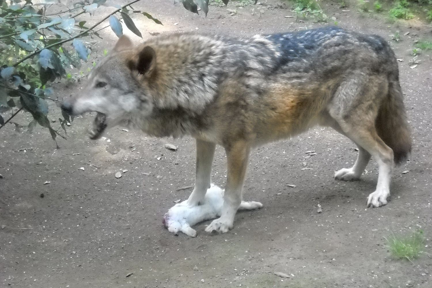 Un lupo uccide un coniglio