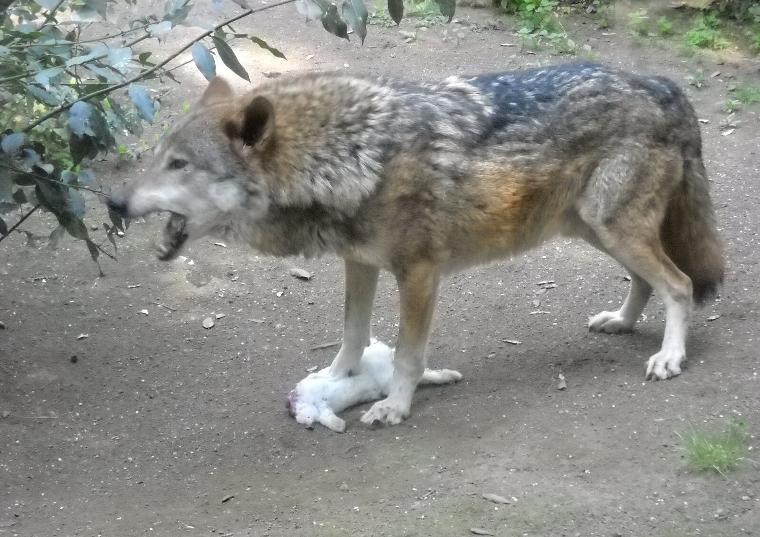 Un lupo uccide un coniglio