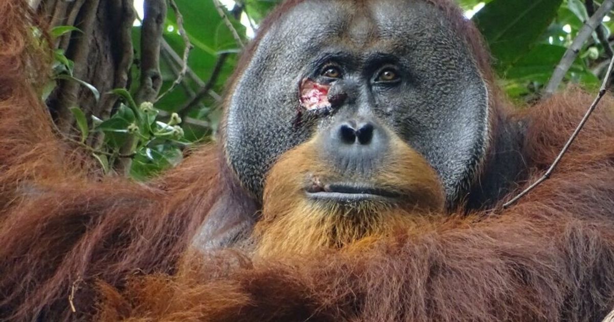 Orangutans also treat wounds with healing herbs