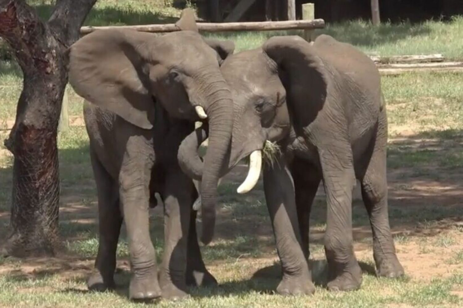 Saluto di Doma (maschio) e Mainos (maschio). Doma allarga le orecchie e raggiunge il tronco per toccare la bocca di Mainos. Mainos tiene le orecchie aperte e sollevate.