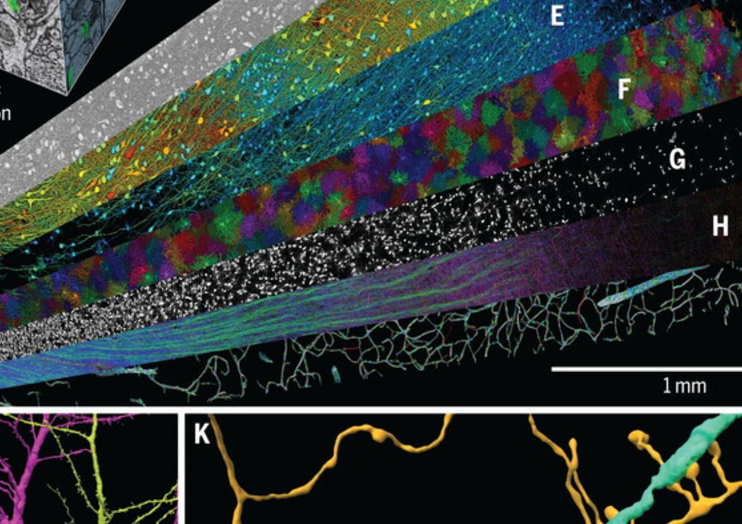 ricerca ricostruzione 3d tessuto cerebrale umano