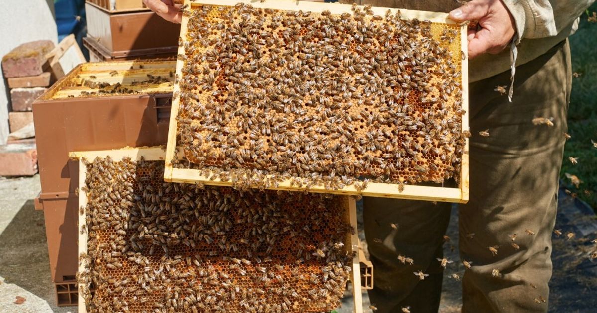 Giornata mondiale delle api, in Italia la produzione vale 3 miliardi l