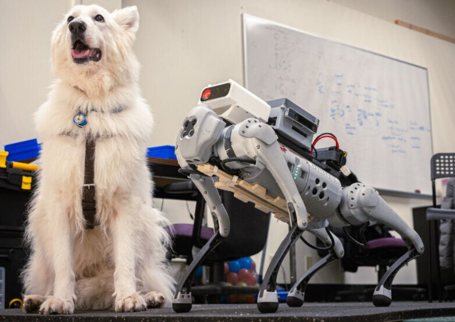 Cane guida e cane guida robotico